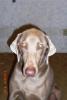 Rosco sitting